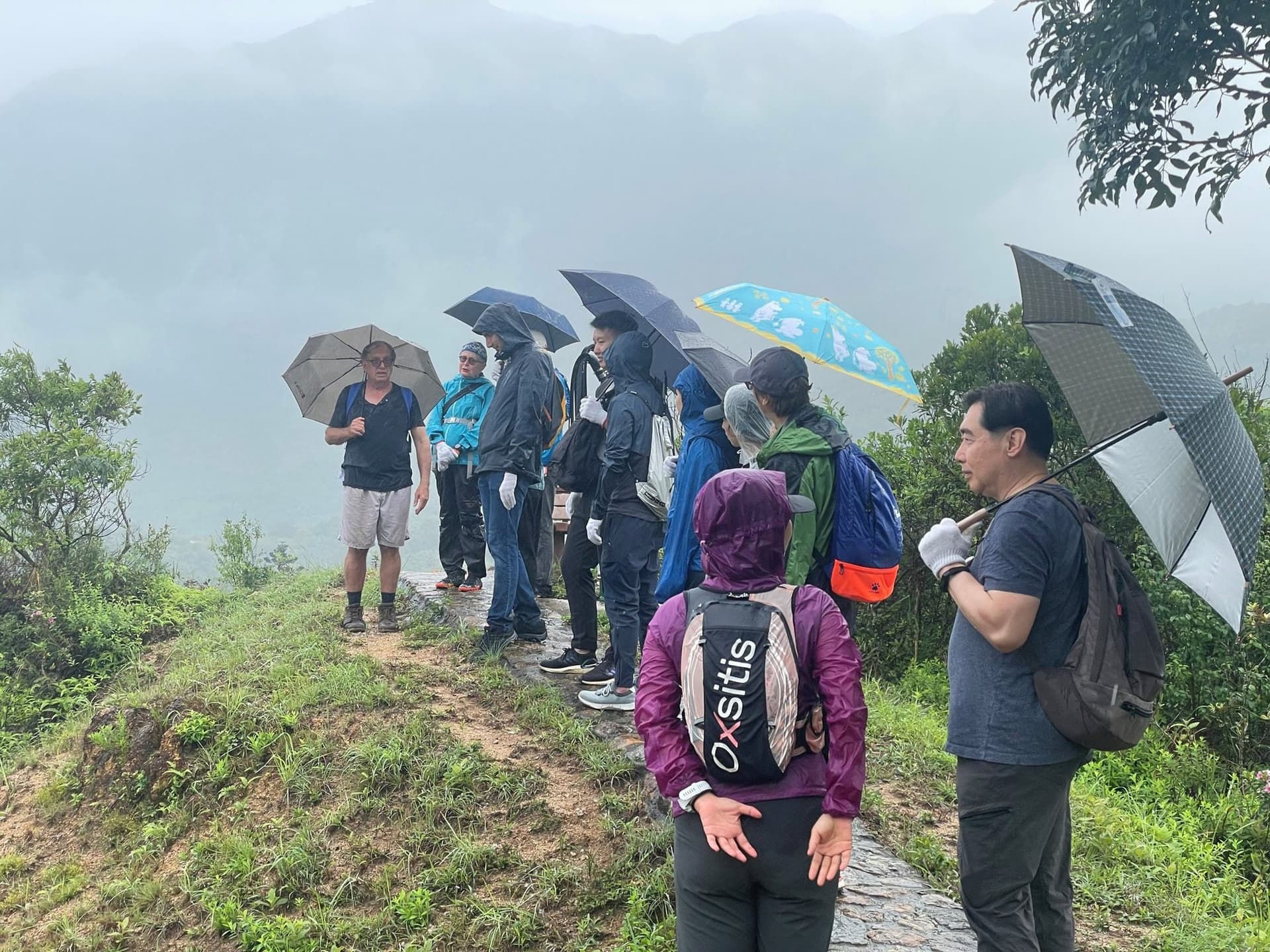 Volunteers walking a misty Lantau ridge under umbrellas on the annual planting day